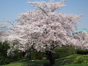 Copacul Sakura este o cireșă sau prună