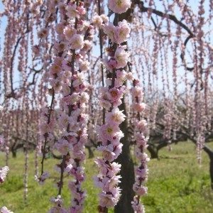 Sakura fa cseresznye vagy szilva