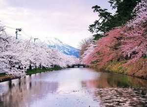 Copacul Sakura este o cireșă sau prună
