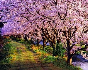 Copacul Sakura este o cireșă sau prună