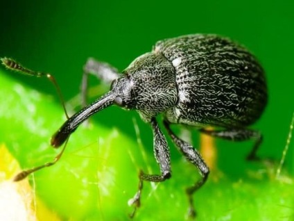 Weevil hogyan kell harcolni és megszabadulni népi jogorvoslati video