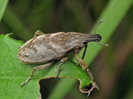 Weevil hogyan kell harcolni és megszabadulni népi jogorvoslati video