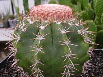 Otthoni kaktusz gondozás, kaktuszok termesztése magvakból