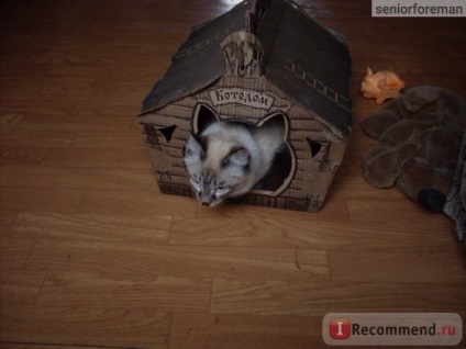 O cabană pentru o pisică ooo 
