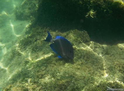 Parcul ecologic Snorkeling Shel-ha în Mexic