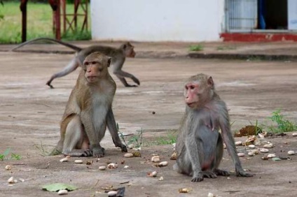 Excursie la râul kwai din Pattaya fotografie, preț, hotel, hartă