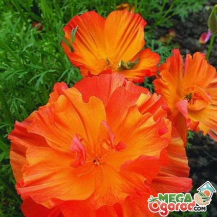 Eschholziya terry - culori vii pentru florile de vară
