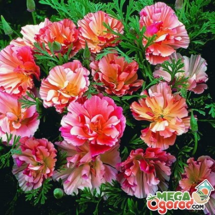 Eschholziya terry - culori vii pentru florile de vară
