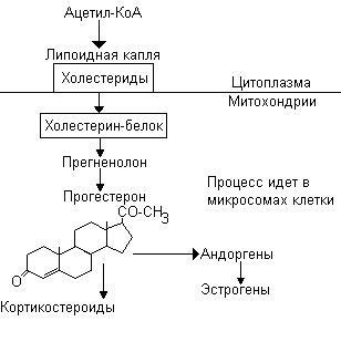 Etape de sinteză a hormonilor steroizi