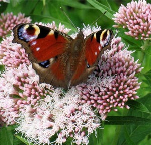 Evpatorium (eupatorium)