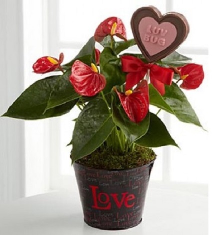 Feng Shui Anthurium