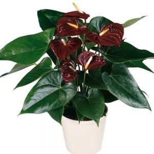 Feng Shui Anthurium