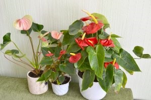 Feng Shui Anthurium