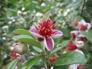 Feijoa (acca sellowiana), a virágkertem!