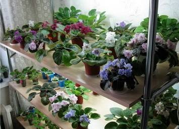 Violetek az ablakpárkányon, az ibolyák gondozása és karbantartása