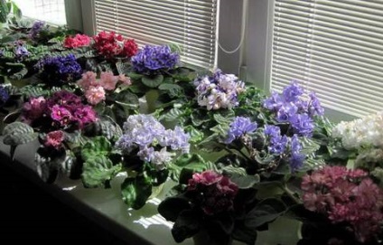 Violete pe pervaz, îngrijirea și întreținerea violetelor