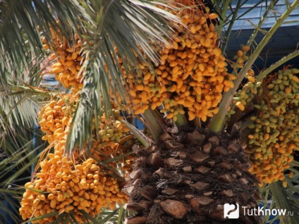 Date proprietati utile, daune, calorii, beneficii