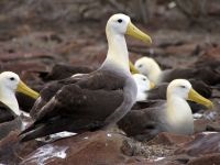Galapagos-szigetek - útmutató, fotók, látnivalók