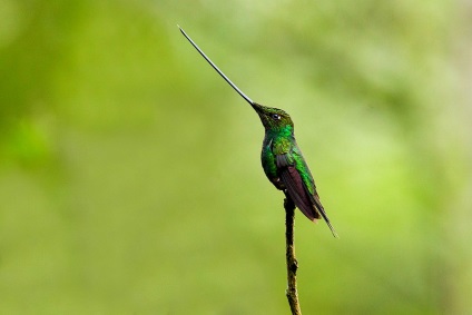 Unde trăiesc colibele - fapte interesante despre această pasăre
