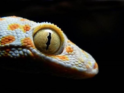 Fotografia lui Gecko