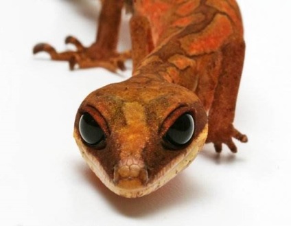 Gecko képe