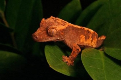 Fotografia lui Gecko