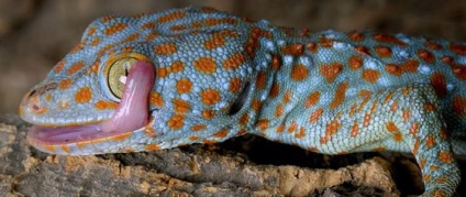 Curenții gecko - șopârlele cântând