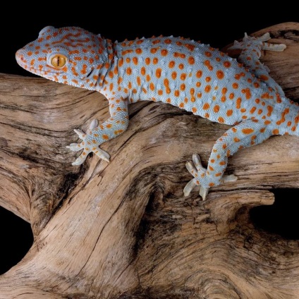 Curenții gecko - șopârlele cântând