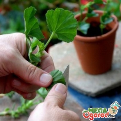 Geranium illatos leírás, faj és termesztés