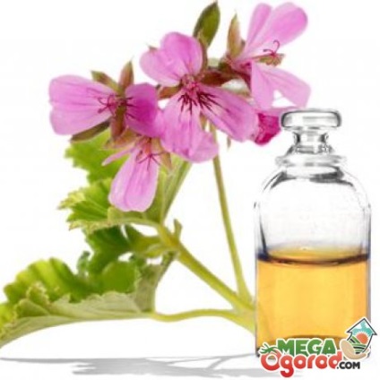 Descrierea, speciile și cultivarea de parfum Geranium