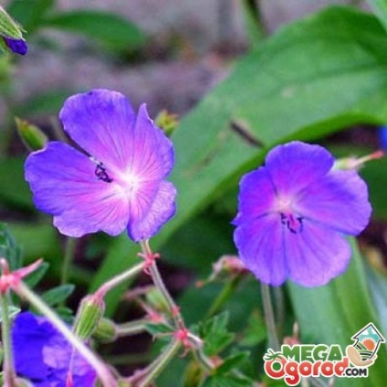 Geranium illatos leírás, faj és termesztés