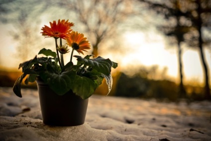 Gerbera Sfaturi practice de îngrijire