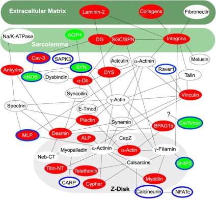 Histogeneza și regenerarea fibrelor musculare - stadopedie