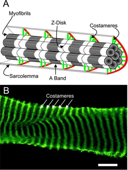 Histogeneza și regenerarea fibrelor musculare - stadopedie