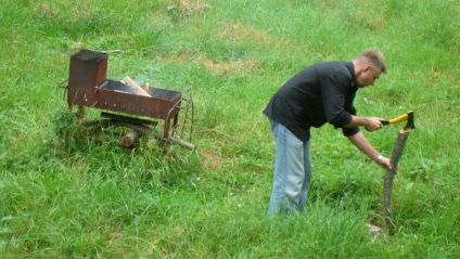 Ciuperci, afine și bujii