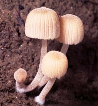 Ciuperca coprinus din băut (bălegar)