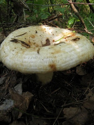 Scrub de ciuperci sau fotografie de pară uscată și descriere