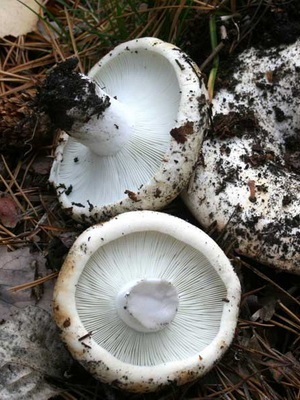 Scrub de ciuperci sau fotografie de pară uscată și descriere
