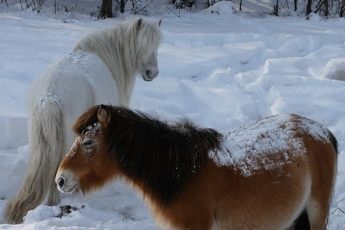 Útmutató macska humorista kezeléséhez