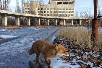 Útmutató macska humorista kezeléséhez