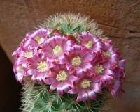 Érdekes tények a kaktuszok - beltéri növények, virágok