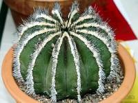 Informații interesante despre cactuși - plante de interior, flori