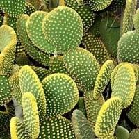 Informații interesante despre cactuși - plante de interior, flori