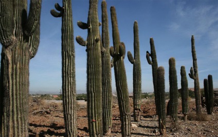 Érdekes tények a kaktuszokról, az élelemről