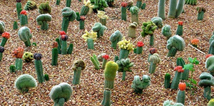 Érdekes tények a kaktuszokról, az élelemről