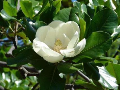 Istorie și galerie foto, fotografie magnolie