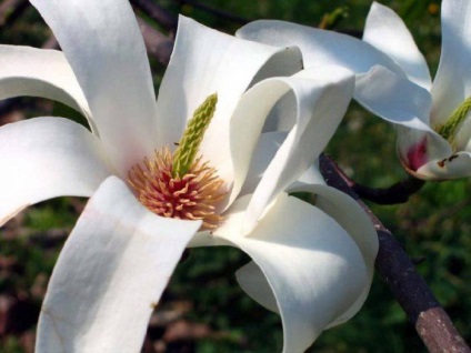 Istorie și galerie foto, fotografie magnolie