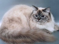 Историята на порода произхода на Нева маскарадните на котката на Санкт Петербург карнавал, котки - които са те