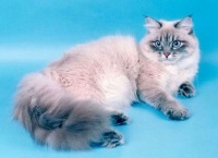 Историята на порода произхода на Нева маскарадните на котката на Санкт Петербург карнавал, котки - които са те
