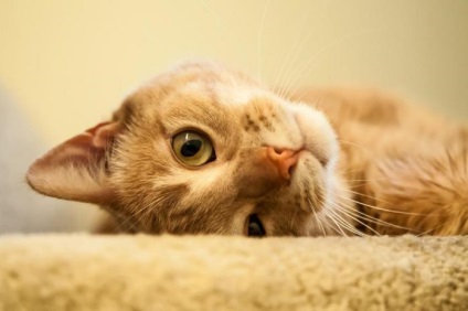 Cum ar putea pisicile domestice să fi cucerit lumea noastră?